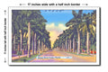 Florida 1940s Postcard Art Print - Stately royal palms, Florida - 11x17