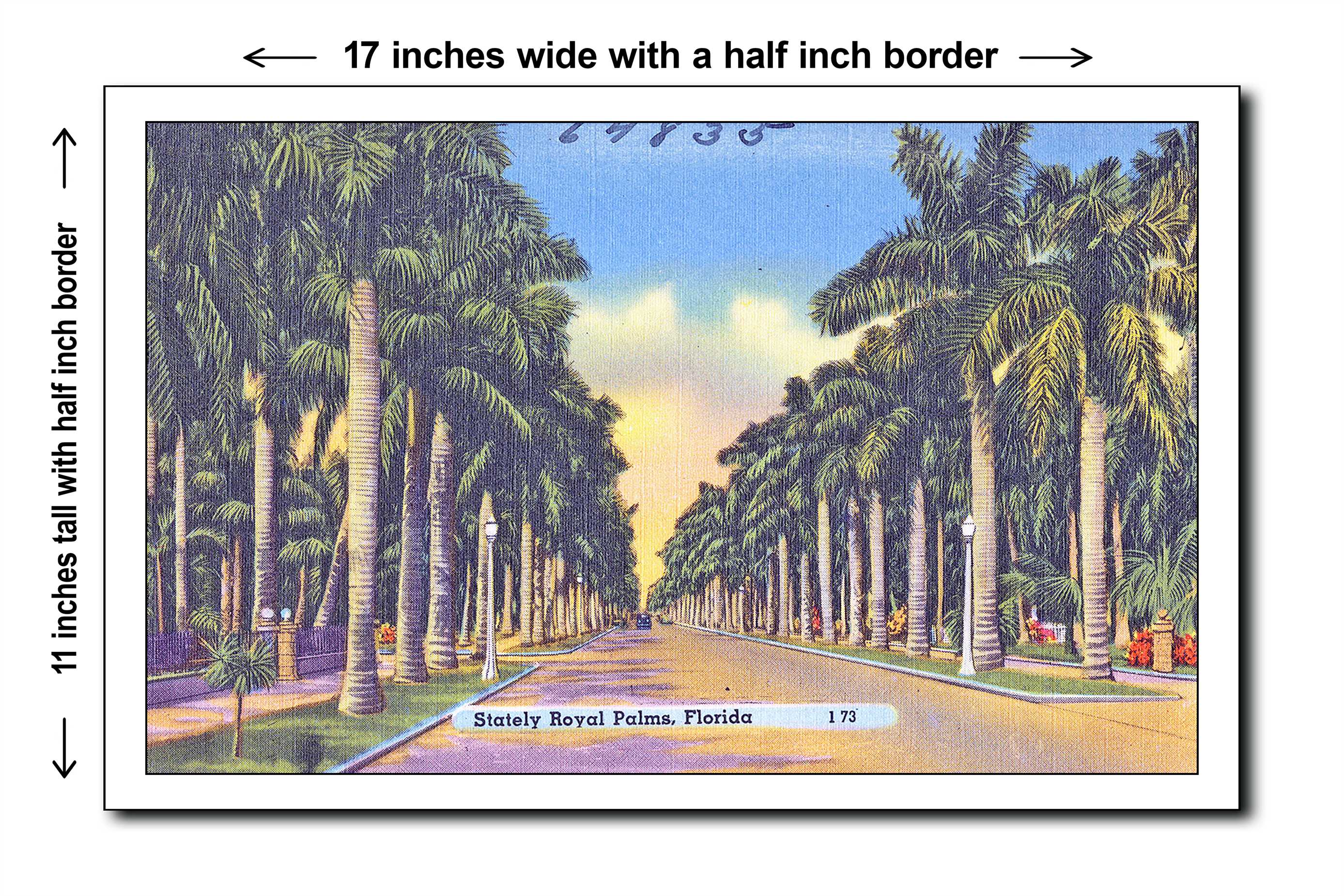 Florida 1940s Postcard Art Print - Stately royal palms, Florida - 11x17